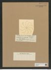 Chaetoceros spirillium Castr. (de-Toni-Nr.: Genus 149, Species 4151) Zeichnungen Sammlung Grunow Nr. 7711 (NHMW-BOT-W0376917)